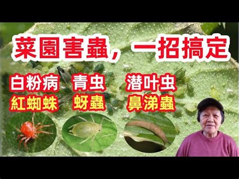 神桌上有蜘蛛|為何家中出現小蜘蛛？5大風水含義揭秘